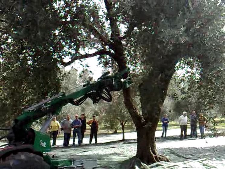 scuotitori per olive