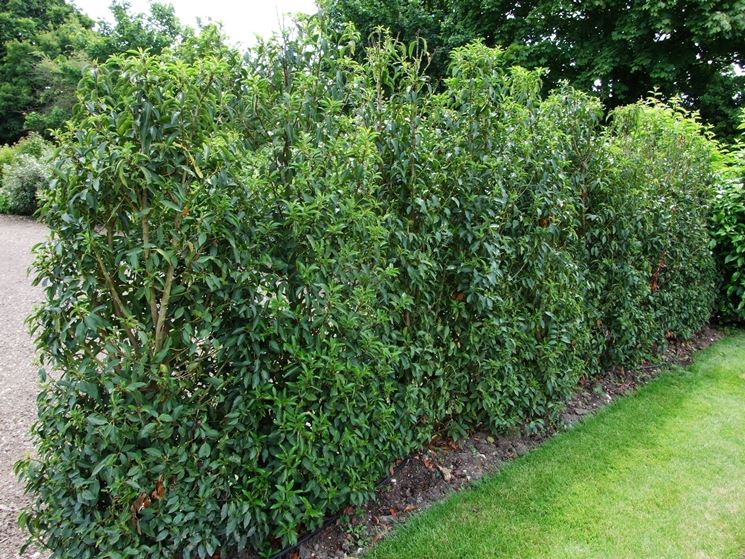 Strumenti da giardino, il tagliasiepe