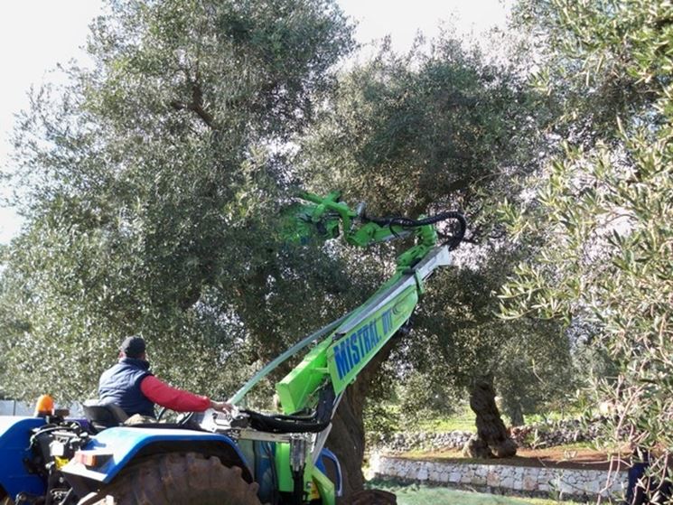 scuotitori per olive-8