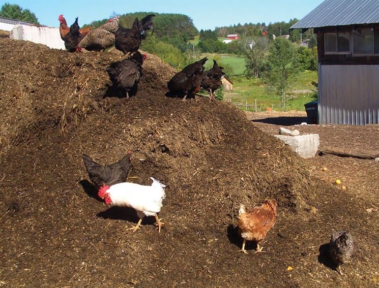 letame di gallina