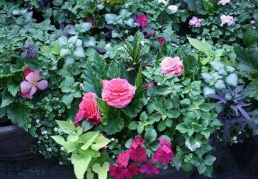vasi e fioriere : Fioriere da balcone