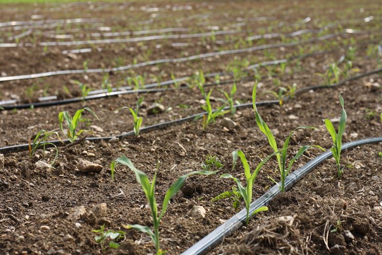 Concimazione e irrigazione