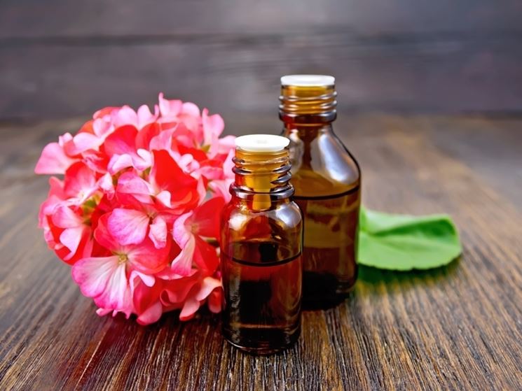 Olio essenziale geranio