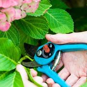 Radicare la talea dell'ortensia in acqua