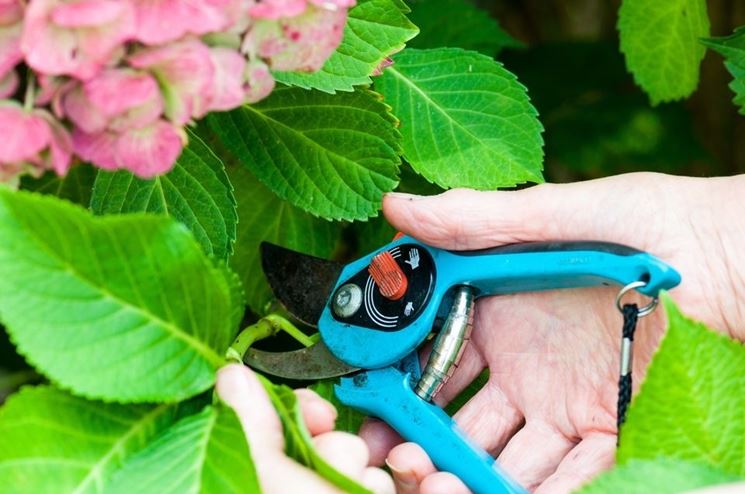 Radicare la talea dell'ortensia in acqua