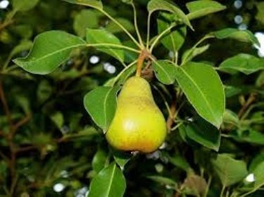 Risposta : albero noce impedimentto visuaale