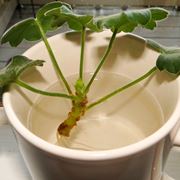 Talea geranio in acqua
