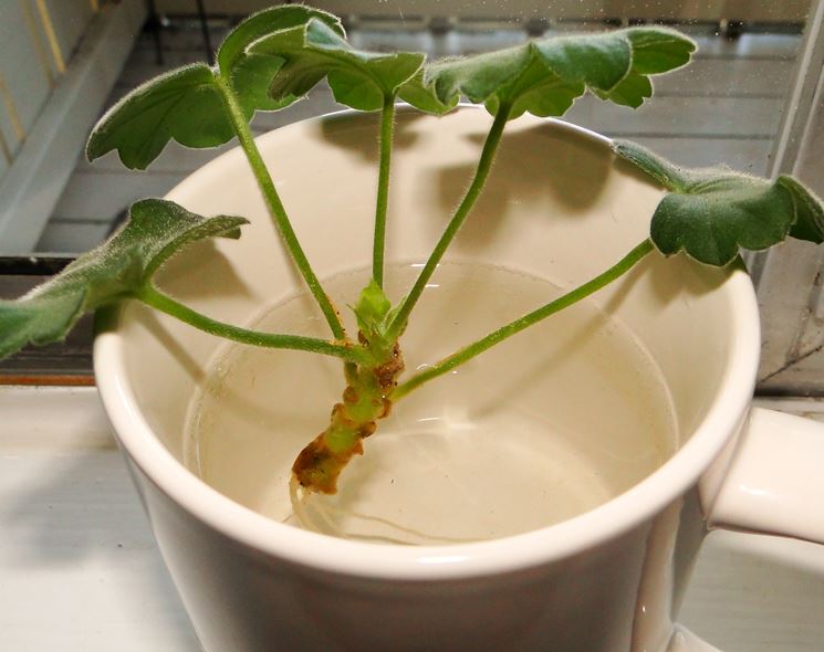 Talea geranio in acqua