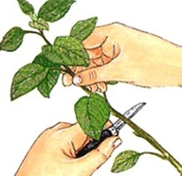 Un aiuto per far attecchire la talea: l'ormone radicante