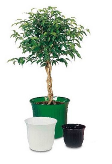 Caratteristiche dei vasi in plastica