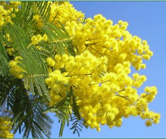 Mimosa