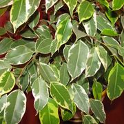 ficus benjamin variegato