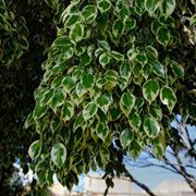 malattie del ficus benjamin-7