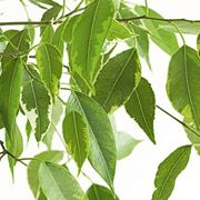 Parassiti del Ficus Benjamin
