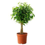 potare il ficus benjamin-5