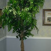 Riproduzione del Ficus Benjamin-1