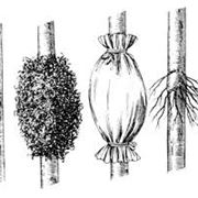 Riproduzione del Ficus Benjamin