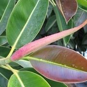 riproduzione del ficus benjamin