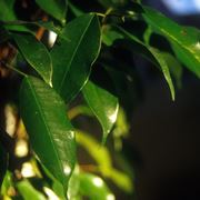 Riproduzione del ficus benjamin