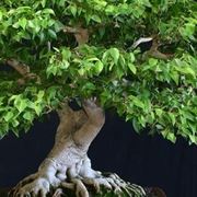 talea di ficus benjamin-1