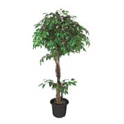 talea di ficus benjamin-8