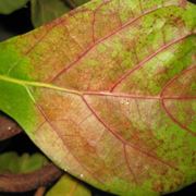 malattie del ficus elastica-1
