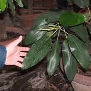 malattie del ficus elastica