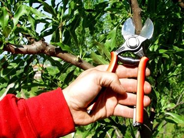potare il ficus elastica-1