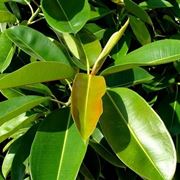 potare il ficus elastica-2