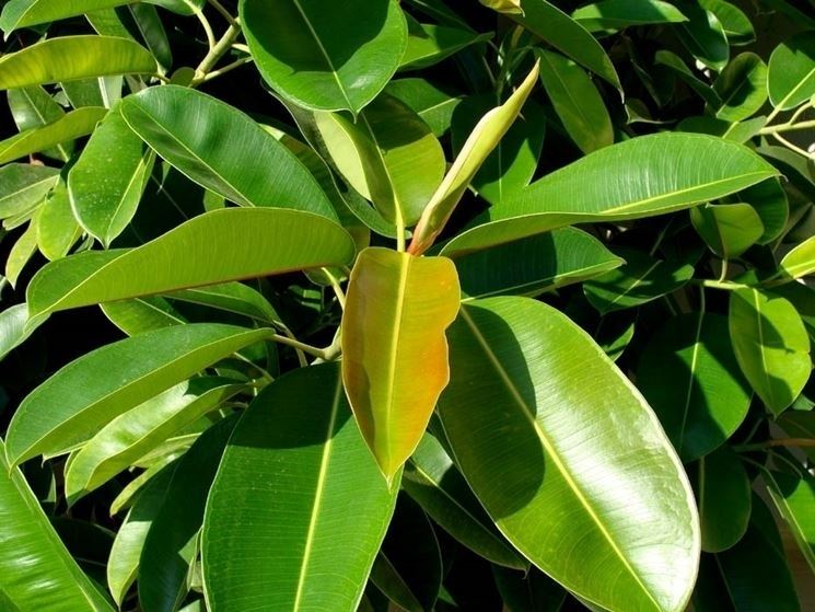 potare il ficus elastica-2