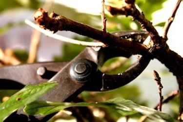 potare il ficus elastica-3