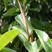 potare il ficus elastica-4