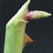 potare il ficus elastica-5
