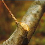 potare il ficus elastica-6