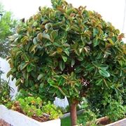 potare il ficus elastica-7