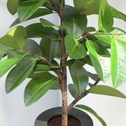 potare il ficus elastica-9