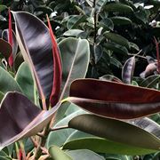talea del ficus elastica