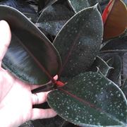 talea del ficus elastica