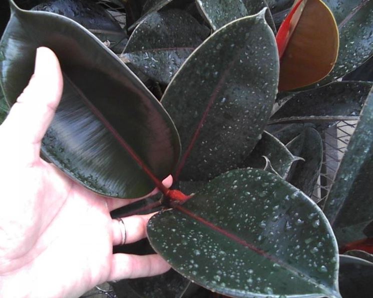 talea del ficus elastica