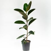 talea del ficus elastica