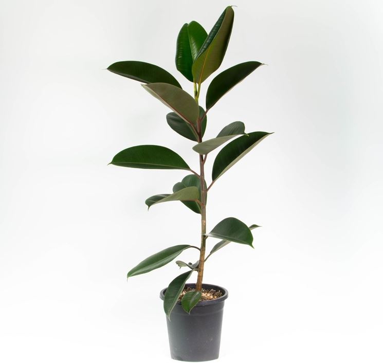 talea del ficus elastica