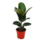 talea del ficus elastica