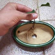 talea di ficus elastica-1
