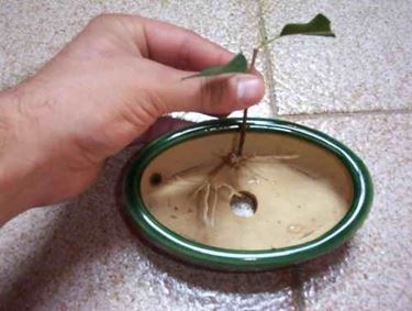 talea di ficus elastica-1