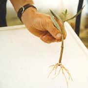 talea di ficus elastica-2