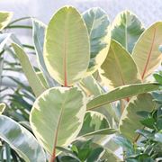 talea di ficus elastica-4