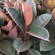 talea di ficus elastica-5