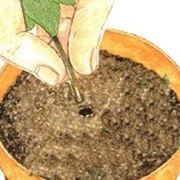talea di ficus elastica