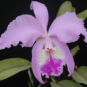 Catleia