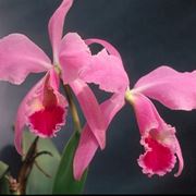 Catleia rosa